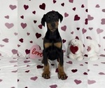 Small #2 Doberman Pinscher