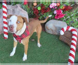 Mutt Dogs for adoption in Oklahoma City, OK, USA