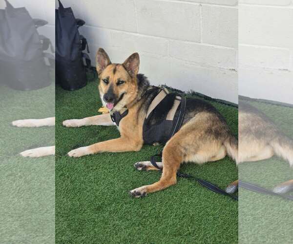 Medium Photo #3 German Shepherd Dog-Unknown Mix Puppy For Sale in Visalia, CA, USA