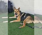 Small Photo #3 German Shepherd Dog-Unknown Mix Puppy For Sale in Visalia, CA, USA