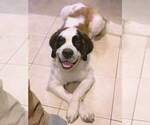 Small Photo #1 Saint Bernard Puppy For Sale in STAYTON, OR, USA