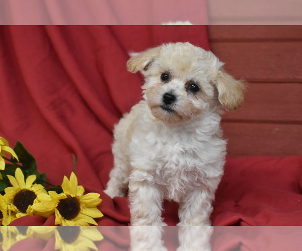 Medium Photo #2 Bichpoo Puppy For Sale in ELDORADO, OH, USA