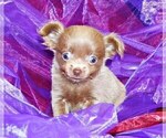Puppy Milton Chihuahua