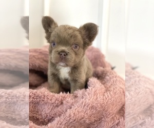 French Bulldog Puppy for sale in LAS VEGAS, NV, USA