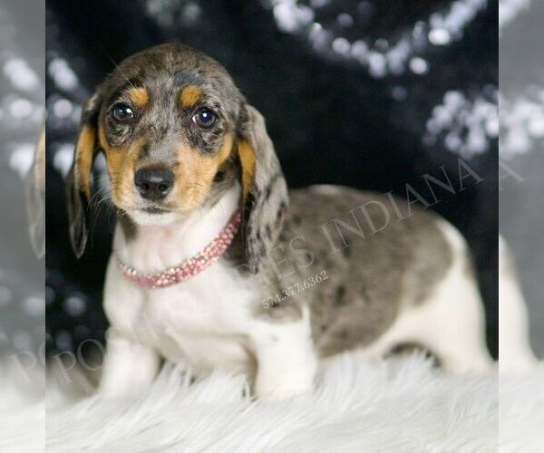 Medium Photo #25 Dachshund Puppy For Sale in WARSAW, IN, USA