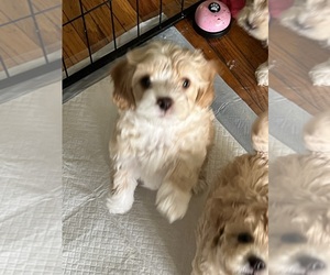 Maltipoo Puppy for sale in BEDFORD, IA, USA