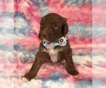 Small #6 Poodle (Standard)