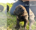 Small Photo #16 Rottle Puppy For Sale in CHICKAMAUGA, GA, USA