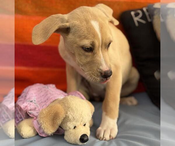 Medium Photo #2 Labrador Retriever-Unknown Mix Puppy For Sale in San Diego, CA, USA