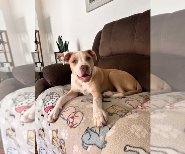 Medium Photo #1 Australian Shepherd-Unknown Mix Puppy For Sale in Springdale, PA, USA