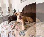 Small Australian Shepherd Mix