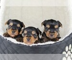 Small Photo #2 Yorkshire Terrier Puppy For Sale in VANCOUVER, WA, USA