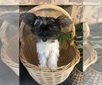 Small #3 Yorkshire Terrier
