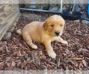 Golden Retriever Puppy for sale in GREENBRIER, TN, USA