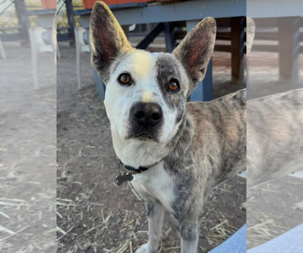 Medium Photo #1 Mutt Puppy For Sale in Williamsburg, NM, USA