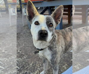 Mutt Dogs for adoption in Williamsburg, NM, USA