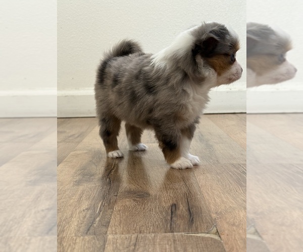 Medium Photo #12 Miniature Australian Shepherd Puppy For Sale in DAKOTA CITY, NE, USA