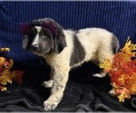 Small Photo #24 Newfoundland Puppy For Sale in AURORA, IN, USA