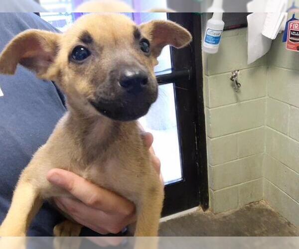Medium Photo #1 German Shepherd Dog-Unknown Mix Puppy For Sale in Tulsa, OK, USA