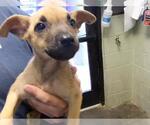Small German Shepherd Dog Mix