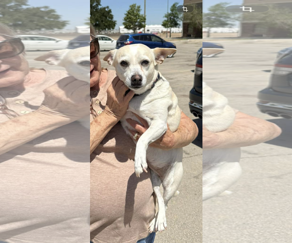 Medium Photo #2 Chihuahua-Unknown Mix Puppy For Sale in New London, WI, USA