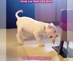 Small Photo #139 Dogo Argentino Puppy For Sale in PINEVILLE, MO, USA