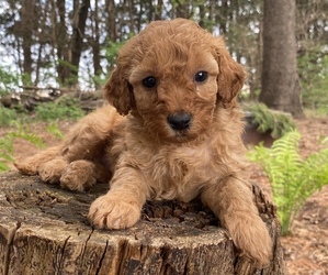 Poodle (Miniature) Litter for sale in RUDD, IA, USA