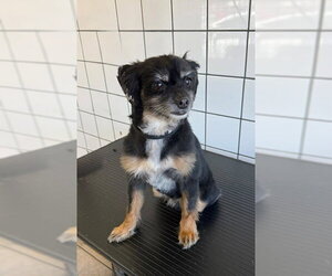 Cocker Spaniel-Unknown Mix Dogs for adoption in Downey, CA, USA