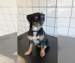Small Cocker Spaniel Mix