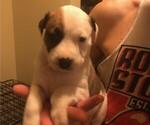Small Photo #6 Australian Shepherd-Boxer Mix Puppy For Sale in LOUISVILLE, KY, USA