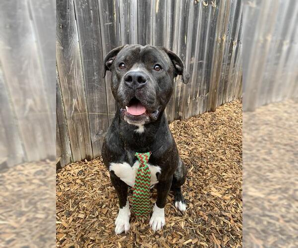 Medium Photo #2 Bulloxer Puppy For Sale in London, Ontario, Canada