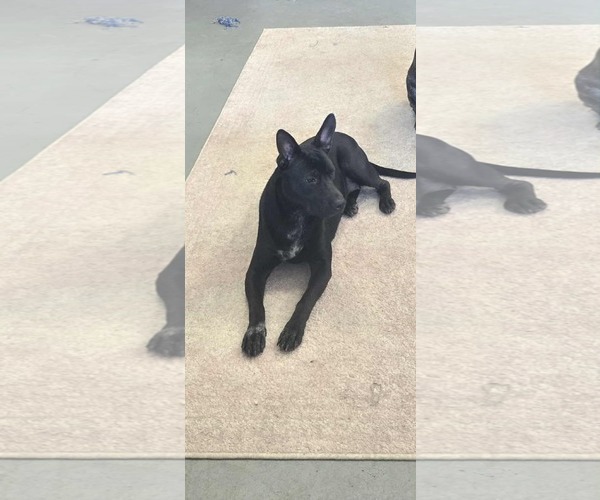 Medium Photo #1 American Staffordshire Terrier Puppy For Sale in The Woodlands, TX, USA