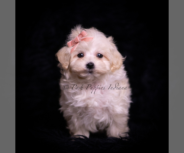 Medium Photo #5 Maltipoo (Toy) Puppy For Sale in WARSAW, IN, USA