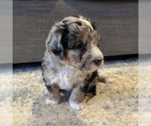 Medium Photo #7 Australian Mountain Dog Puppy For Sale in CULPEPER, VA, USA