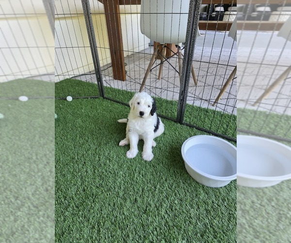 Medium Photo #12 Sheepadoodle Puppy For Sale in ST AUGUSTINE, FL, USA