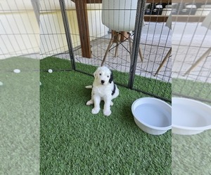 Medium Sheepadoodle