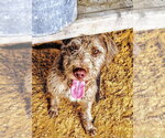 Small #4 German Wirehaired Pointer Mix