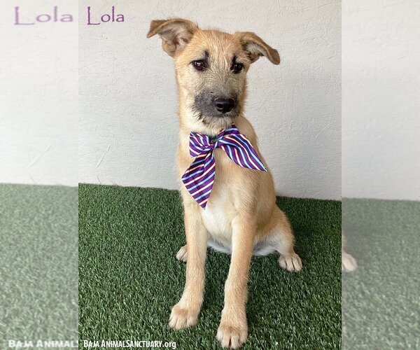 Medium Photo #4 Irish Terrier-Unknown Mix Puppy For Sale in San Diego, CA, USA