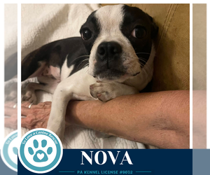 Nova 100326 - Female Boston Terrier Dog for Adoption - Photo #2