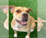 Small #1 Bulldog Mix