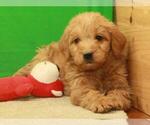 Small Photo #1 Labradoodle Puppy For Sale in SHAWNEE, OK, USA