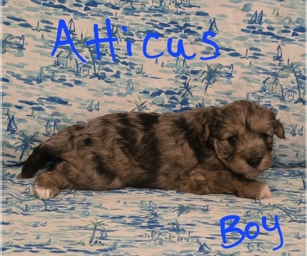 Medium Photo #5 Chizer Puppy For Sale in MONTEZUMA, GA, USA
