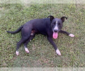 Lila - Female Labrador Retriever-Unknown Mix Dog for Adoption - Photo #2