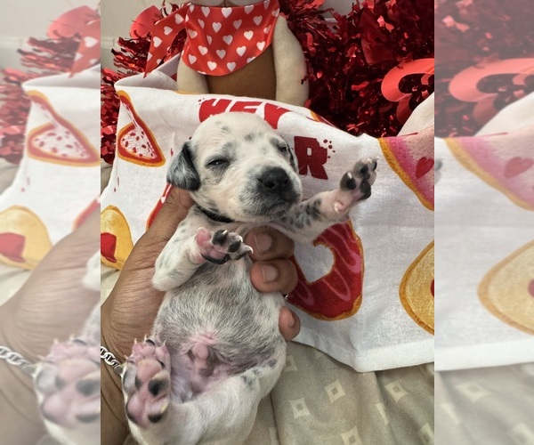 Medium Photo #1 Dalmatian Puppy For Sale in GREENSBORO, NC, USA