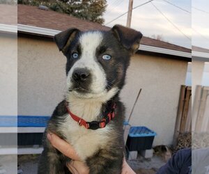Nova (Pup 4 RED) - Female Huskies -Unknown Mix Dog for Adoption - Photo #4