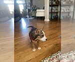 Small #1 Mutt