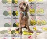 Puppy Light Blue Weimaraner