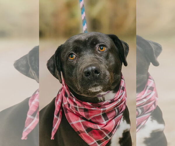 Medium Photo #2 Labrador Retriever-Unknown Mix Puppy For Sale in Mt. Laurel, NJ, USA