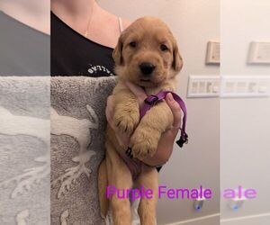 Labradoodle-Labrador Retriever Mix Puppy for Sale in MESA, Arizona USA