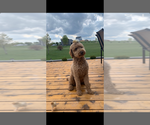 Small Photo #1 Goldendoodle (Miniature) Puppy For Sale in NEWPORT, MN, USA